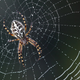 Image: papkin/Shutterstock